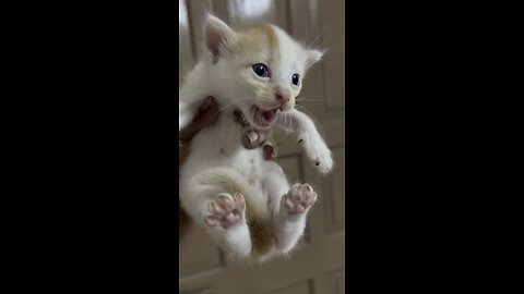 Feeding time #kittensofinstagram #kitten