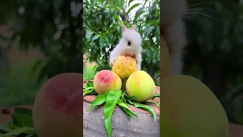 Little rabbit eating peach Cute pet rabbit Pastoral cute pet