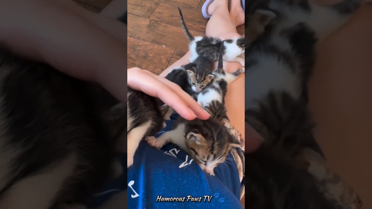 Funny animals 2024😂- Funniest Cats and Dogs Video😹🐶