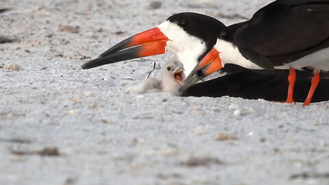 Black Skimmer Mom Feeds Her Hungry Chick – Nature’s Perfect Delivery!