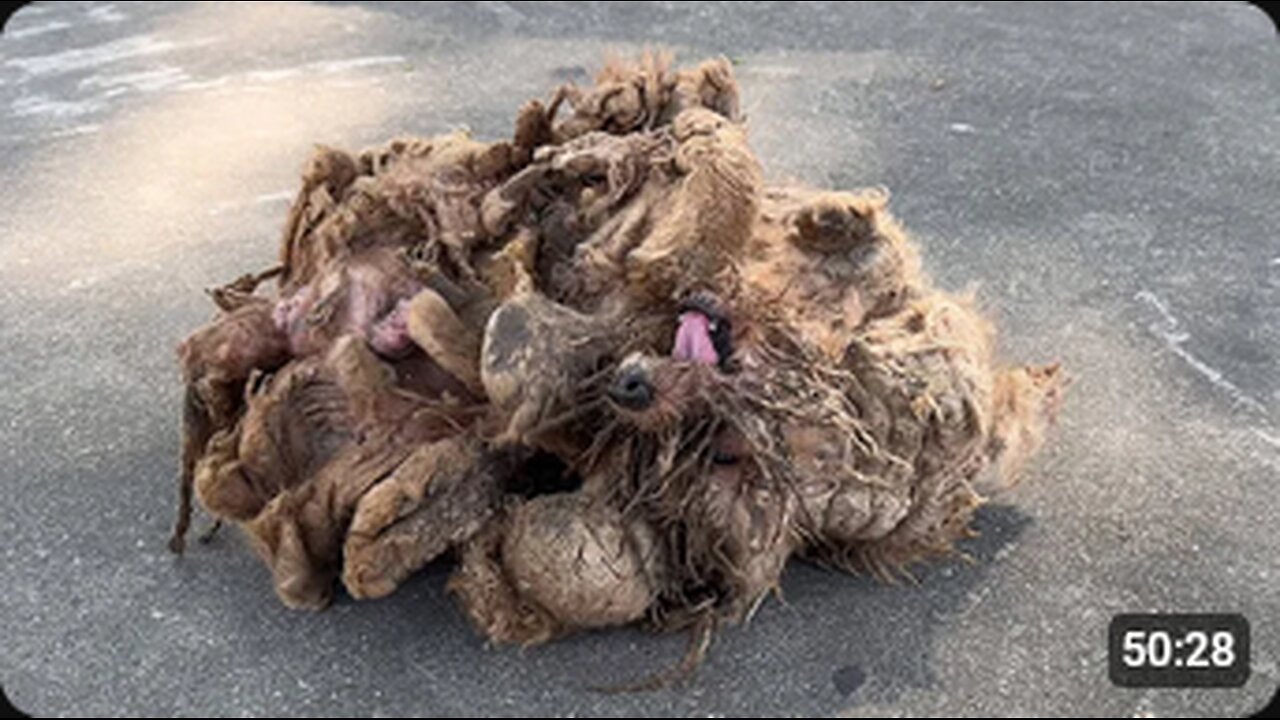 The cruel owner imprisoned the dog for 10 years.The dog knelt down crying and begging for forgivenes