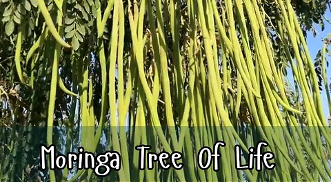 HEALTH BENEFITS OF THE MORINGA TREE AKA THE TREE OF LIFE. 💖