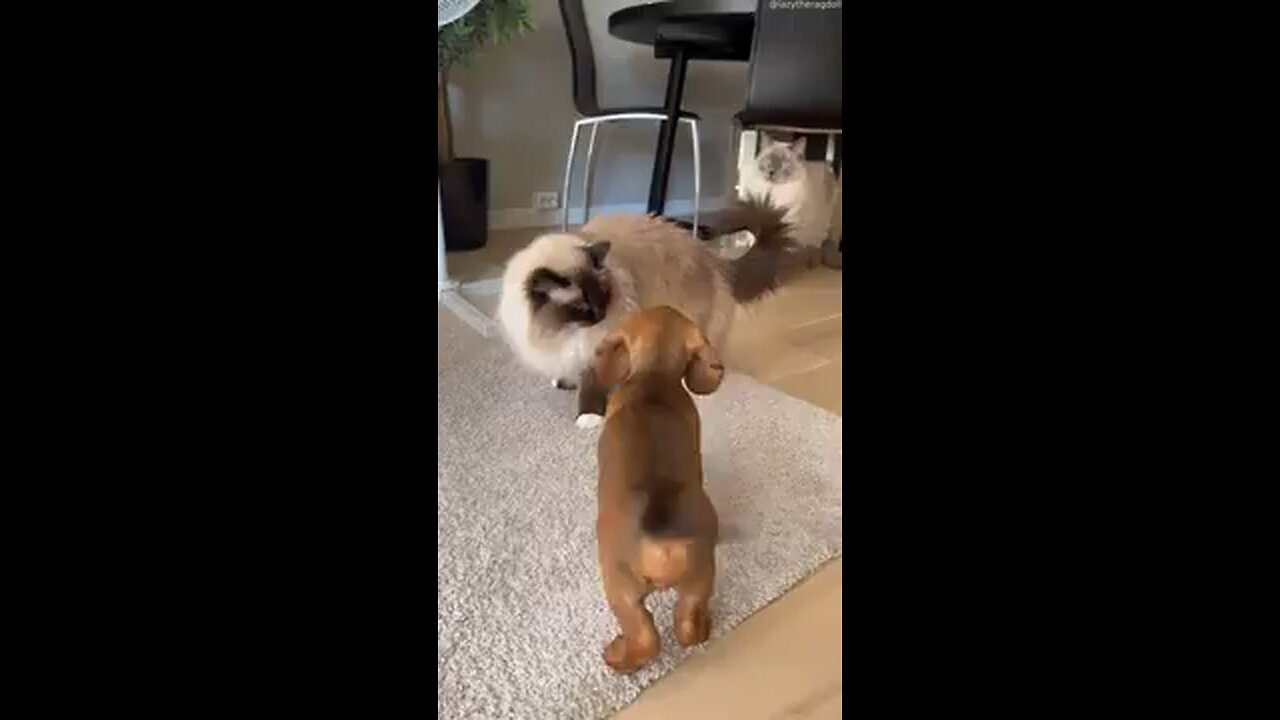Never seen a cat this nice