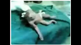 Half Human Half Frog