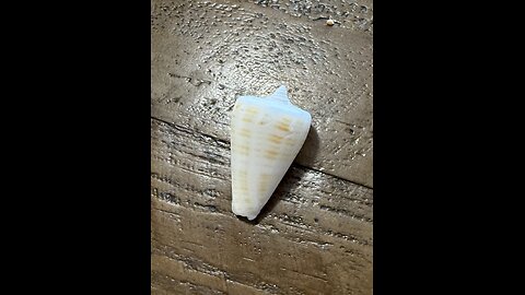 Golden Banded Cone Bucket List Shell! | 4K