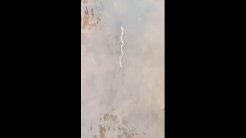 "Understanding the Mysterious Water Vortex Phenomenon: A Detailed Analysis"
