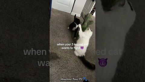 Funny animals 2024😂- Funniest Cats and Dogs Video😹🐶 #12