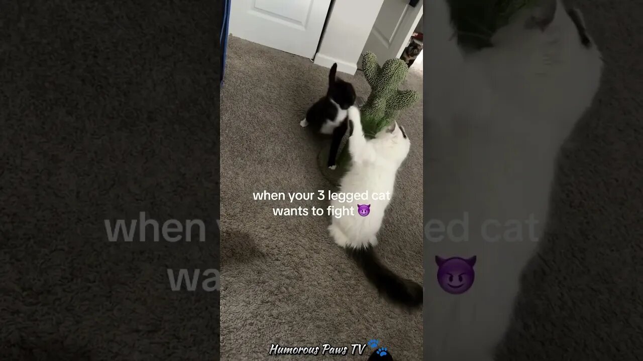 Funny animals 2024😂- Funniest Cats and Dogs Video😹🐶 #12