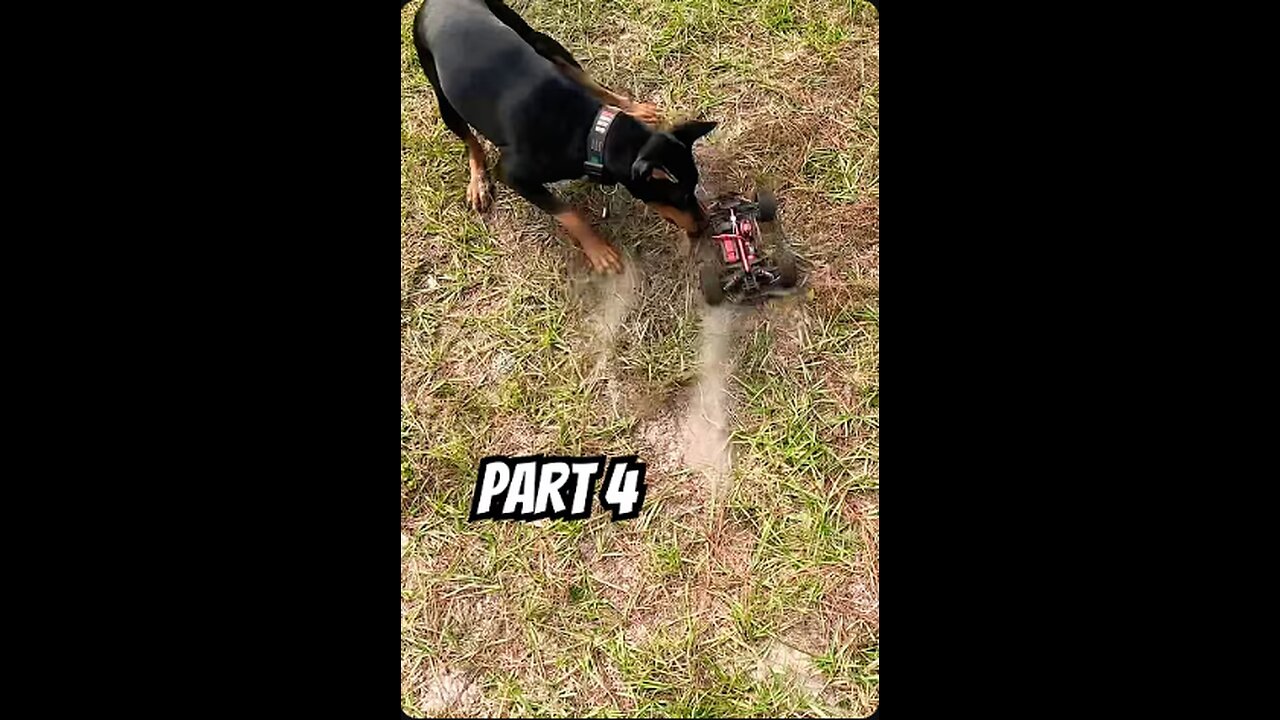 Doberman RC Chase • Movement IV: Donuts, Wipeouts & House-Crash Chaos