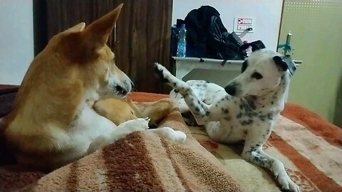 Pawsitively Hilarious: Adorable Dogs Steal the Show! 🐾😂"