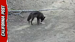 First wolf spotted in LA in over a century