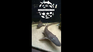 What are my pet Sharks Favorite Food?