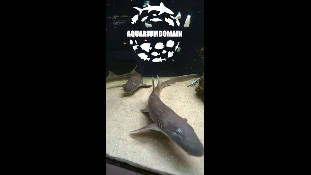 What are my pet Sharks Favorite Food?