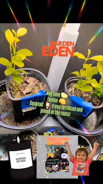 SPACE 🚀 MONKEY 🐒 Garden