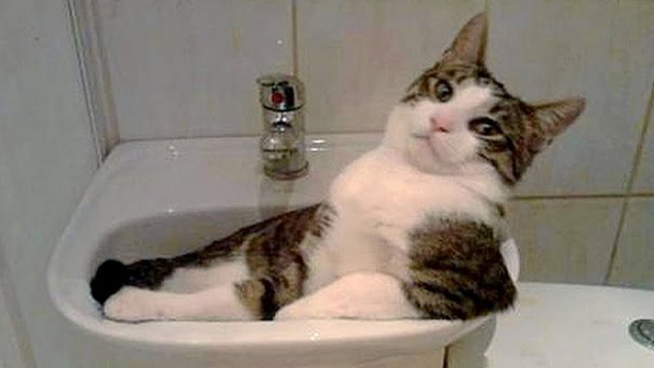 Funny CATS that I bet you can't hold your breathe laughing - Funny Pet Reaction