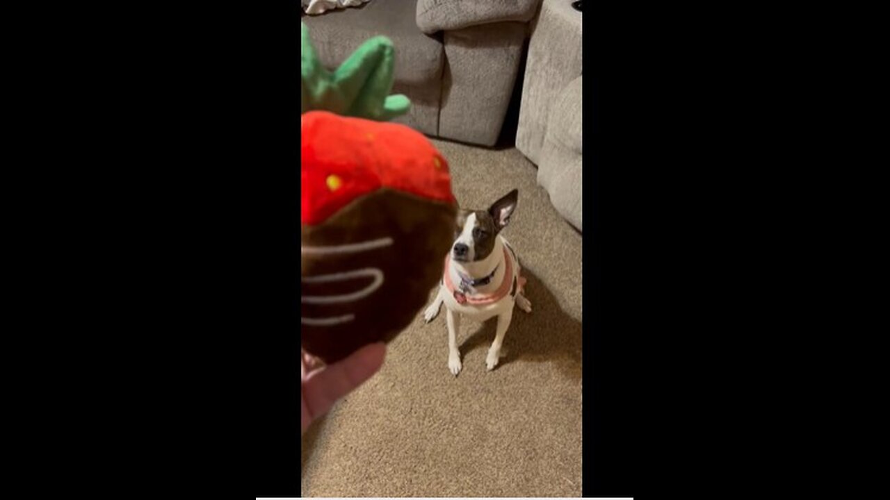 Chocolate Strawberry for Princess