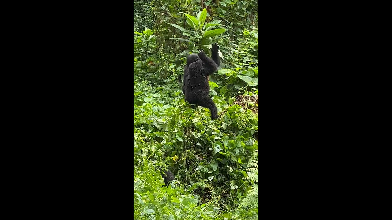 Gorilla Trekking in Uganda, Kenya