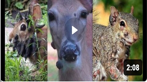 Zombie | Deer, Squirrels, Rabbits| And Now SPIDERS| As Man Plays God