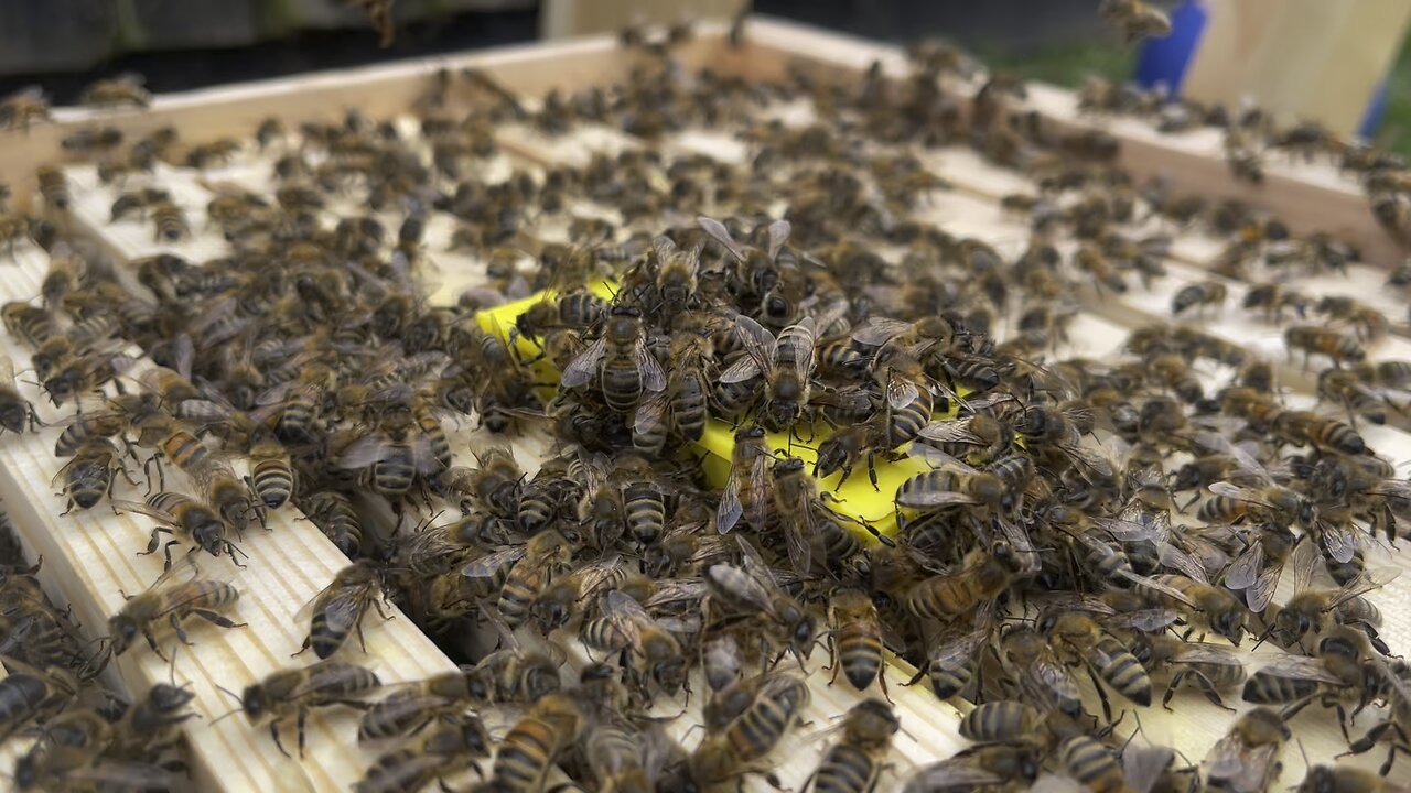Queen Introduction.