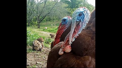 Video Short: Raw Dairy/Countryliving