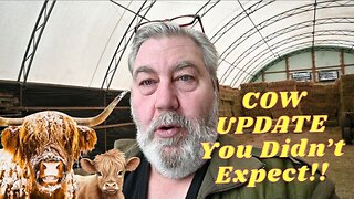 Update On Our COWS!