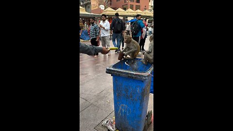funny video mankey🤣🤣