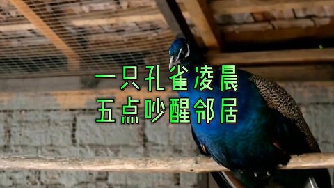 一只孔雀凌晨五点吵醒邻居
