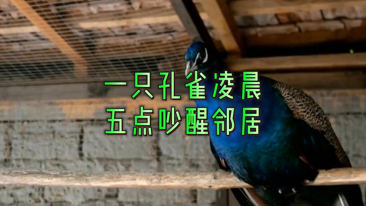 一只孔雀凌晨五点吵醒邻居