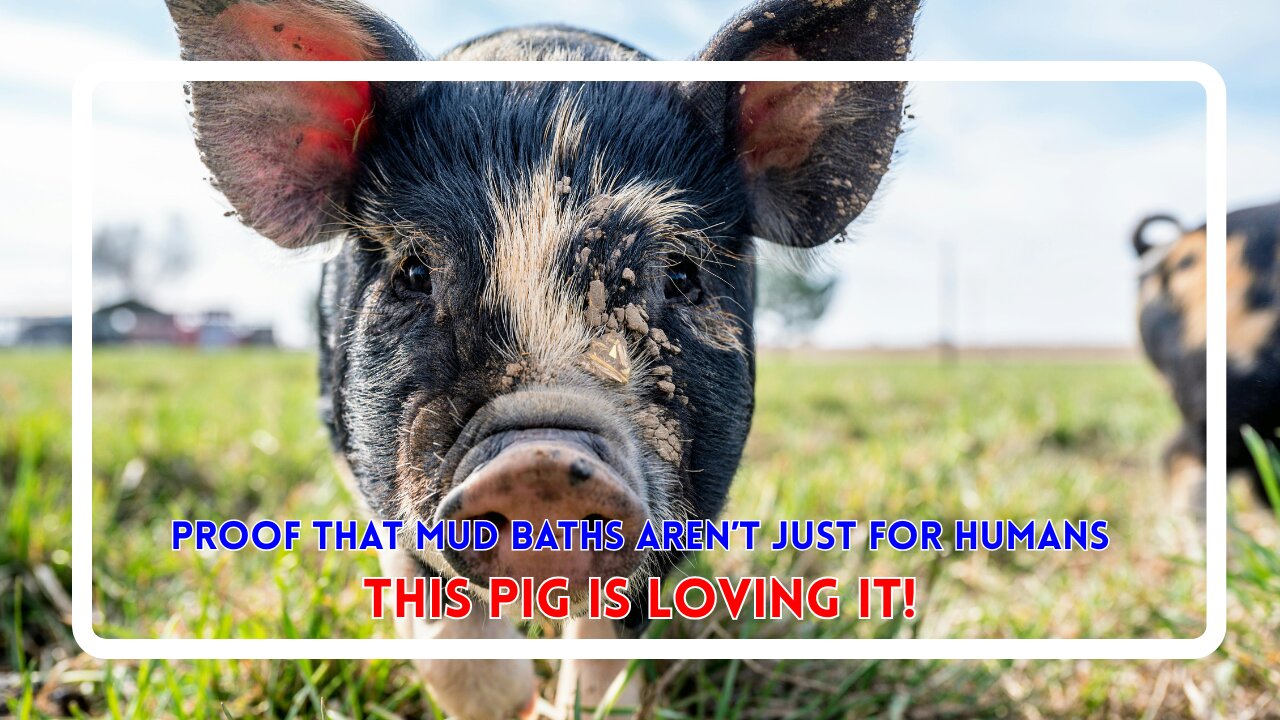 Proof That Mud Baths Aren’t Just for Humans—This Pig Is Loving It!