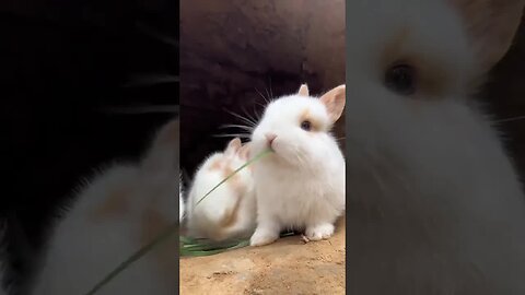 Two little rabbits fighting for grass to eat. Cute things project: Rabbits are cute little pets in