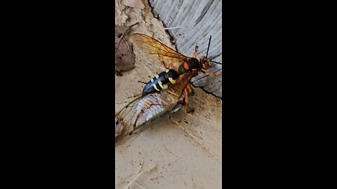 Cicada Killer Wasp with a Cicada