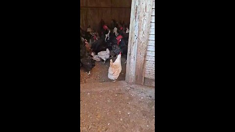 chicken trends chickens