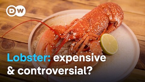 Catching & cooking lobster: What makes this delicacy so special