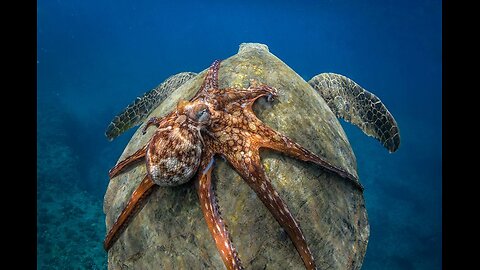 Test Stream - Don't Watch!