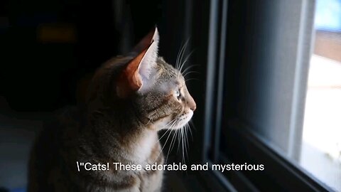 "Cats! These adorable and mysterious creatures"