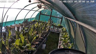 Greenhouse 1 Timeplapse Ending 22-06-2025
