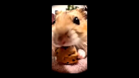 Hamster eating cookie