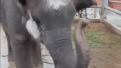 Funny videos of elephants 😄