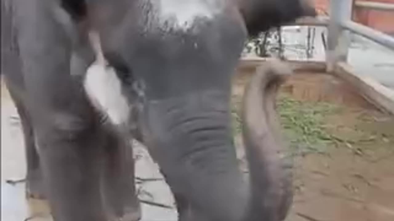 Funny videos of elephants 😄