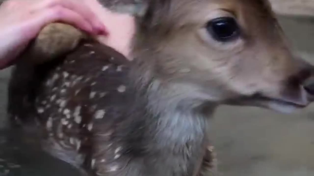 Bathing a baby deer