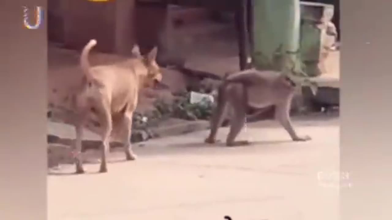 Funny animals video
