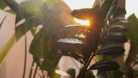 Monstera Plant Growth Rate