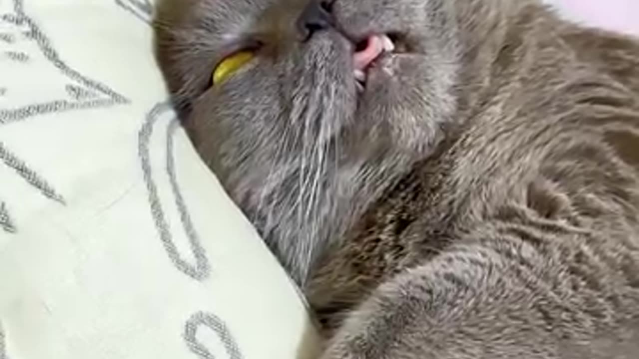 Cute sleeping and snoring kitty, but his expression is scared me 😂