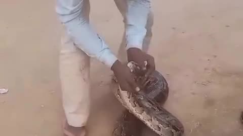 "Kissing the Python Gone Wrong! 🐍💥"