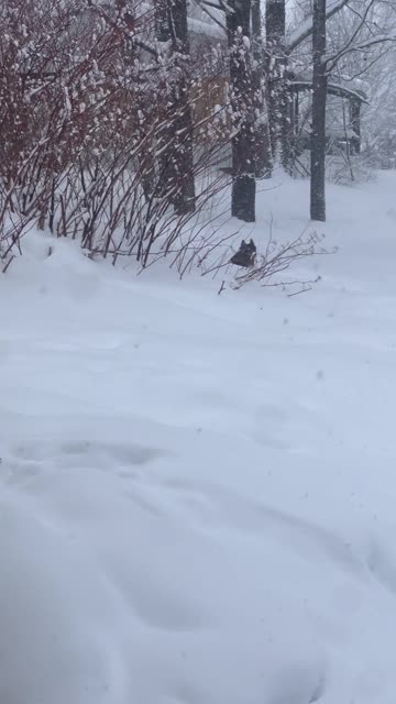 Husky Won't Come in From Snow
