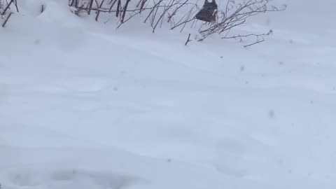 Husky Won't Come in From Snow