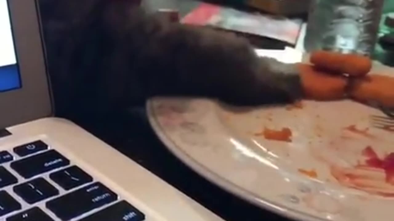 Sneaky Cat Steals Owner’s Food – Caught on Camera!