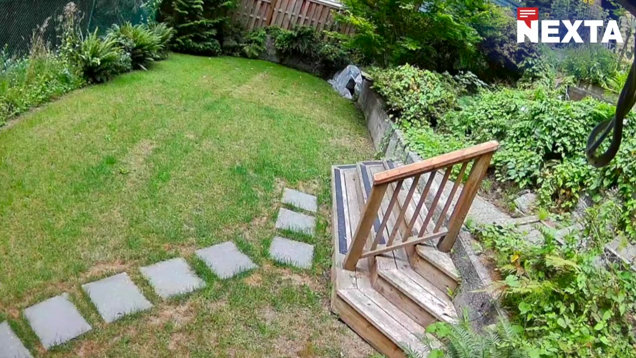 This bear picked the wrong house