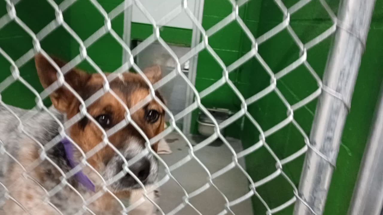 Dodger 5y Pet Id 950142 kennel 36b HSSAZ shelter 20251205968