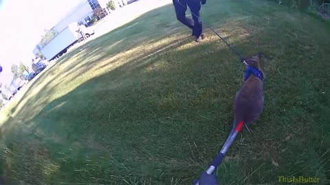 Cudahy Police captured a wallaby near Milwaukee Mitchell International Airport